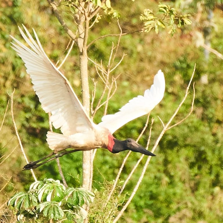 Riqueza da avifauna coloca Mundo Novo (MS) no mapa do turismo de contemplação
